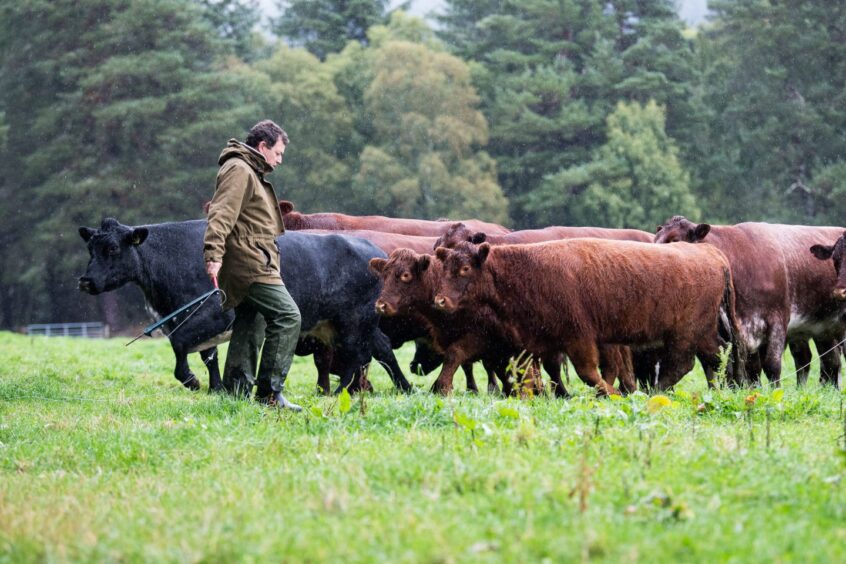 Jock Gibson with some of his cattle.