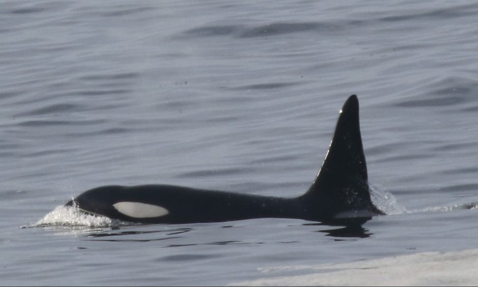 Killer whale in sea