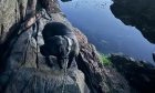 Loki a nine stone Cane Corso was rescued from a ledge near Kinlochbervie by Assynt Mountain Rescue Team.
