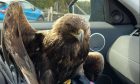 The eagle found on the Isle of Harris