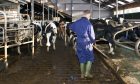 Dairy farmer cleaning a stable near a fully automated milking robot.