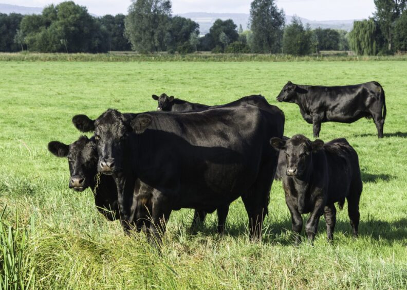 Aberdeen-Angus cattle