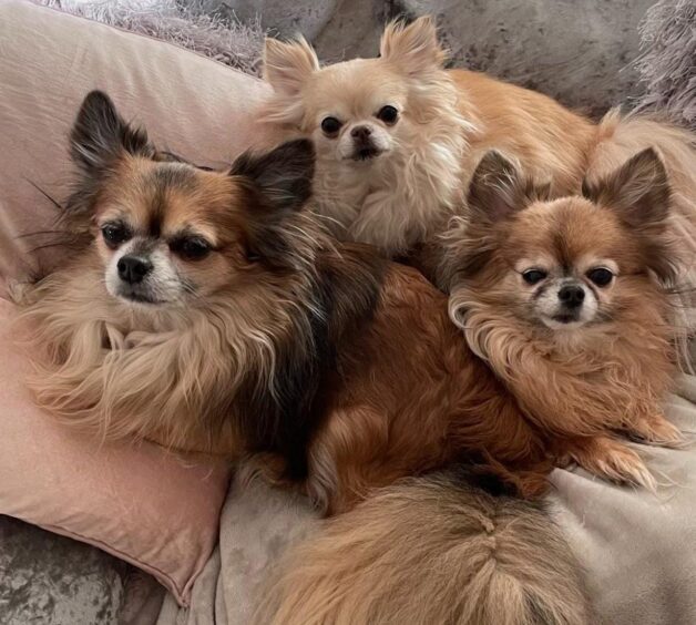 Three chihuahua's Benji, Tootie and Minnie sitting on pillows.