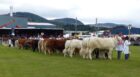 The Black Isle Show includes a preview evening on the Wednesday followed by a busy day of livestock judging and entertainment on the Thursday.