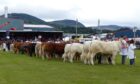 The Black Isle Show includes a preview evening on the Wednesday followed by a busy day of livestock judging and entertainment on the Thursday.