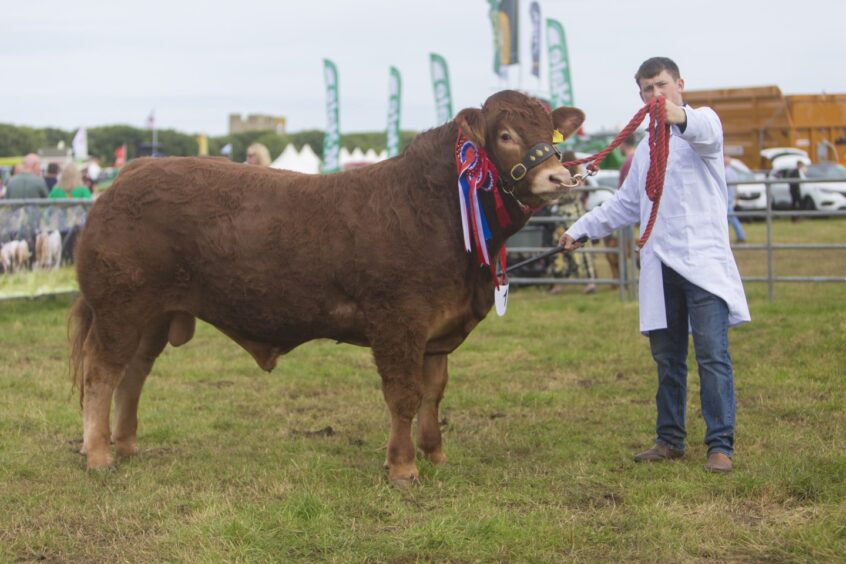 Will Oag, Achiebeg, Shebster, with prize-winner Brims Untouchable, a two-year-old Limousin bull by Wilodge Cerberus. 