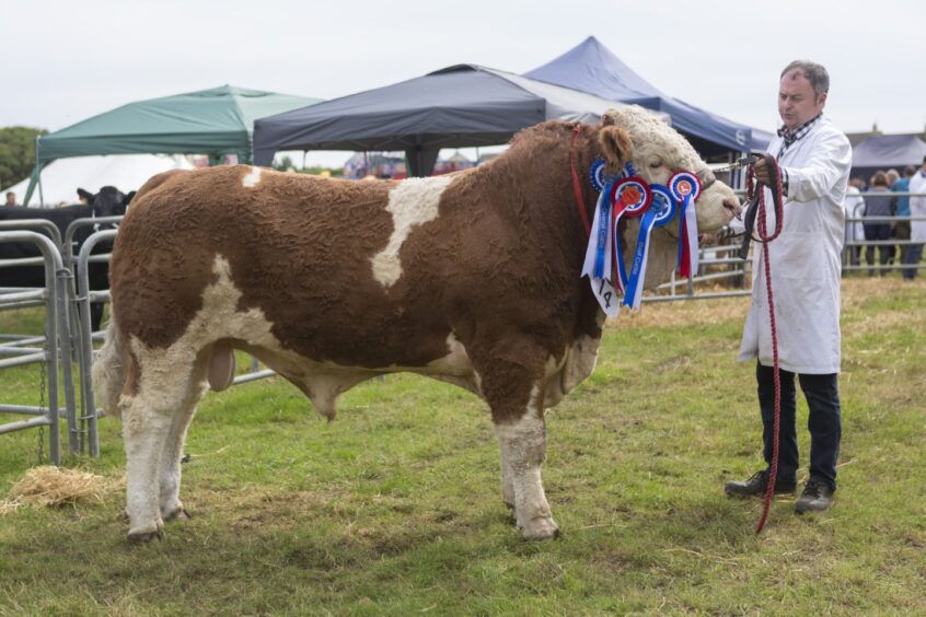 J and J Gunn, Mavsey, Lybster, took the reserve supreme cattlechampionship with Mavsey Pizzazz. 