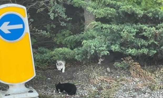 Kittens at Bishopmill roundabout.