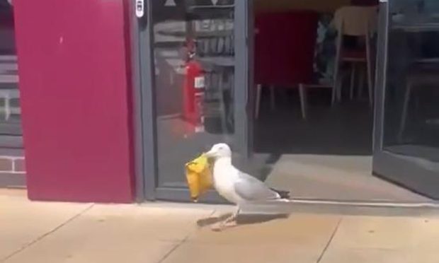 Gull captured on video stealing from Costa in Bridge of Don.