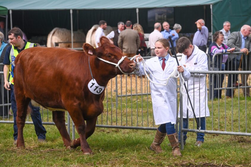 Livestock at New Deer Show.