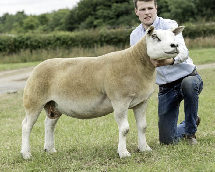 The Texel champion, a Ewe from W J Knox. 