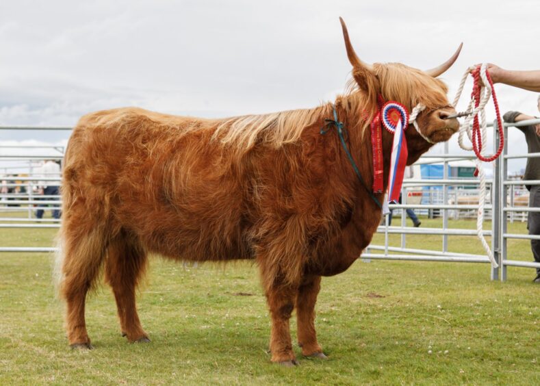 The Highland cattle breed champion, from Tordarroch Estate, Farr. 