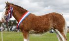 This fine-looking Clydesdale horse was champion of champions at Sutherland Show in Dornoch.