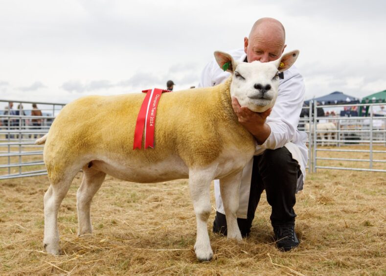 Sutherland Show's Texel champ.