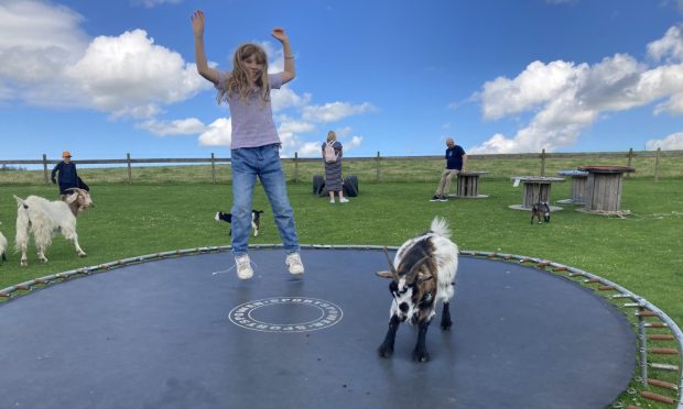 10-year-old Ilse Petrie having a blast with the goats at Waulkmill Menagerie. Image: Sabina Nowotny