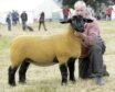 Graeme Christie's Suffolk gimmer was show champion of champions.