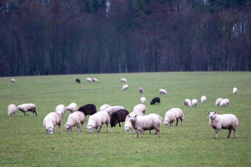 Grazing sheep