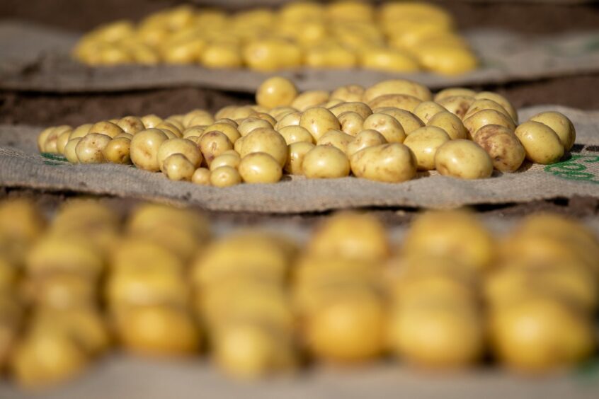 Potaoes on show at Balruddery Research Farm, Invergowrie. 