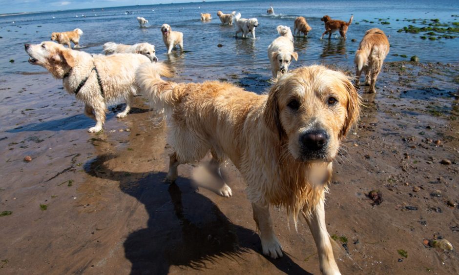 Dogs across the city will be pleading with owners to visit the beach come Saturday, Image: Kenny Elrick/DC Thomson