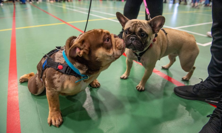 Peterhead Scottish Week Dog Show competition.