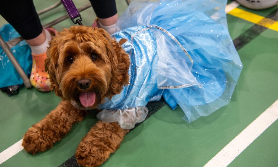 Wee princess Pebbles the Cockapoo at the Peterhead Scottish Week Dog Show competition.