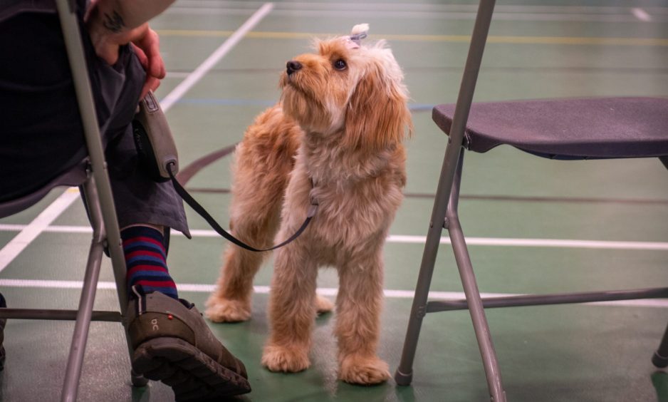 Peterhead Scottish Week Dog Show competition.