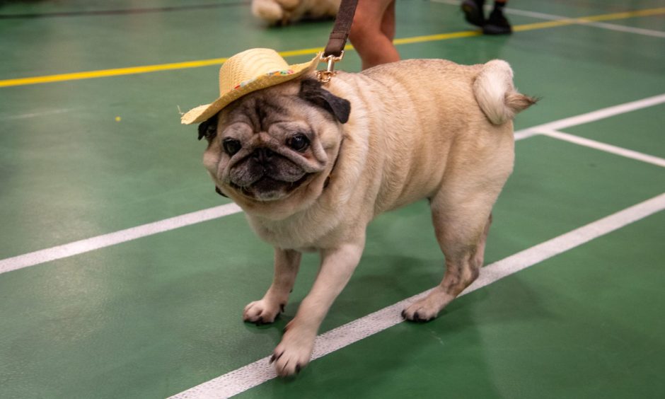 Peterhead Scottish Week Dog Show competition.