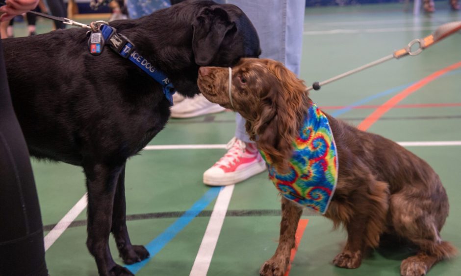 Peterhead Scottish Week Dog Show competition.