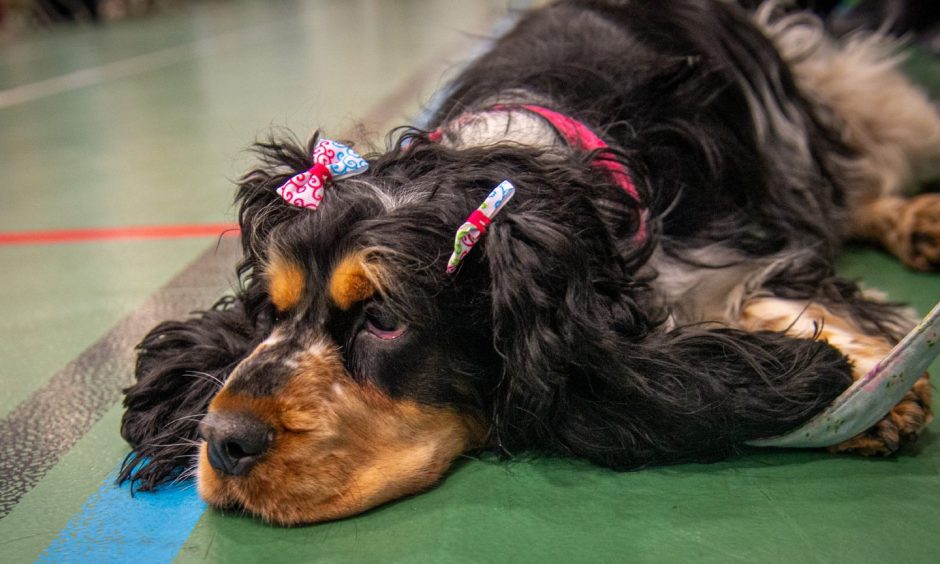 Peterhead Scottish Week Dog Show competition.