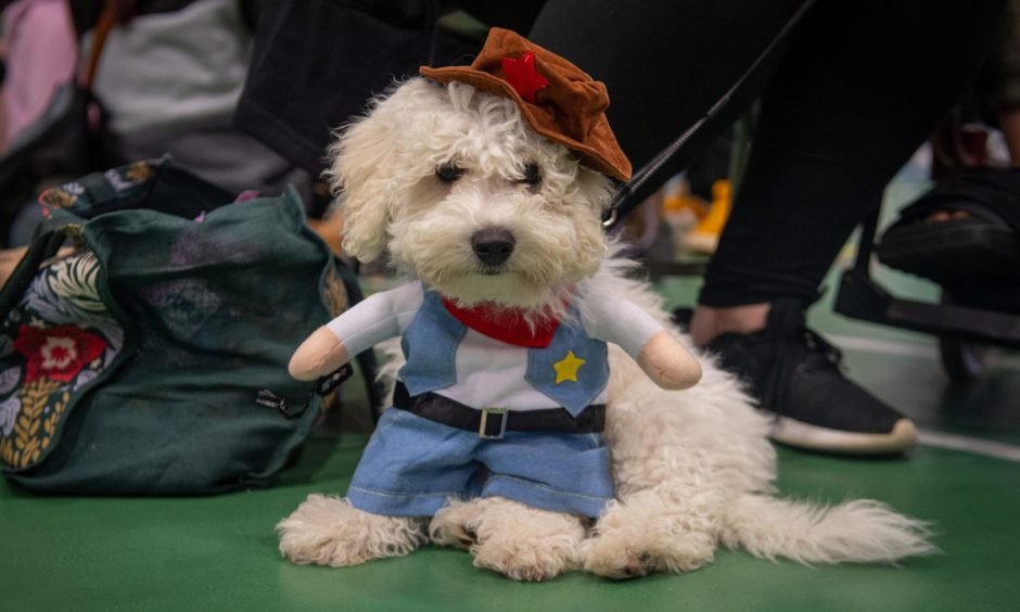 Archie the Bichon Fries at the Peterhead Scottish Week Dog Show competition.