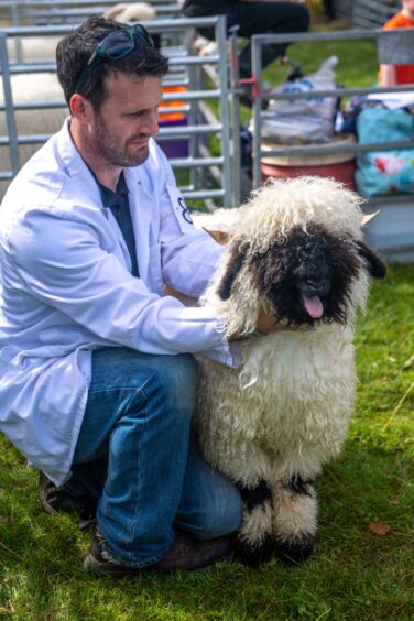 Sheep at Banchory Show.