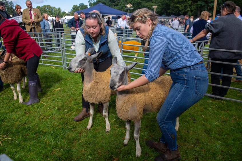 Sheep at Banchory Show