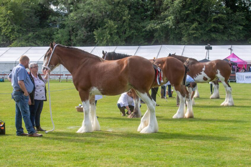 There was a splendid turnout of horses