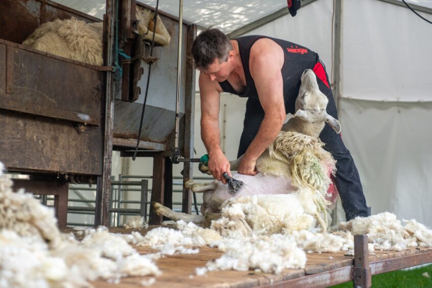 Sheep shearing at Banchory Show.