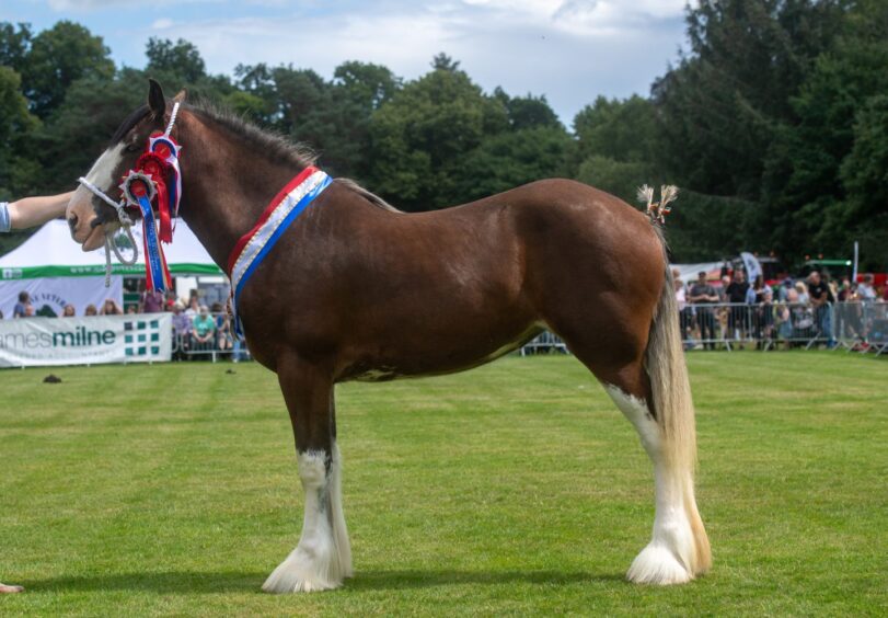 Banchory Show horse champion.