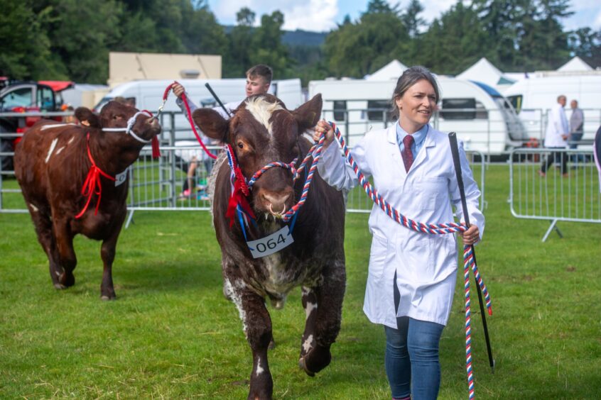 Cattle at Banchory Show.