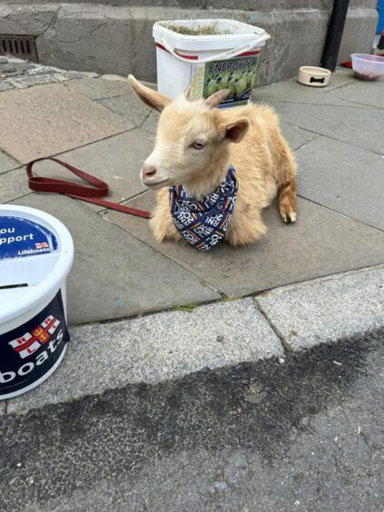 Little Miss Goatee sitting on the pavement next to a white collection bucket