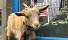 Blonde coloured goat wearing a ring of red jewels as a crown.