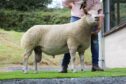 Selling for the top call of 6,200gns was this shearling ram from the Ingram family.