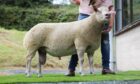 Selling for the top call of 6,200gns was this shearling ram from the Ingram family.