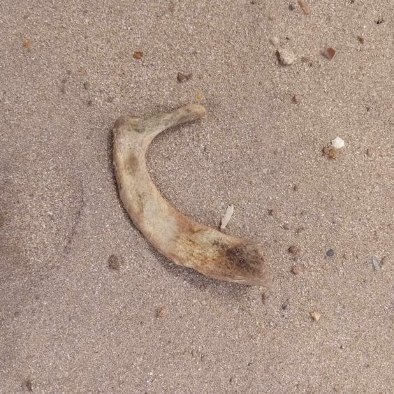 One of the bones found at an islay Cemetery.