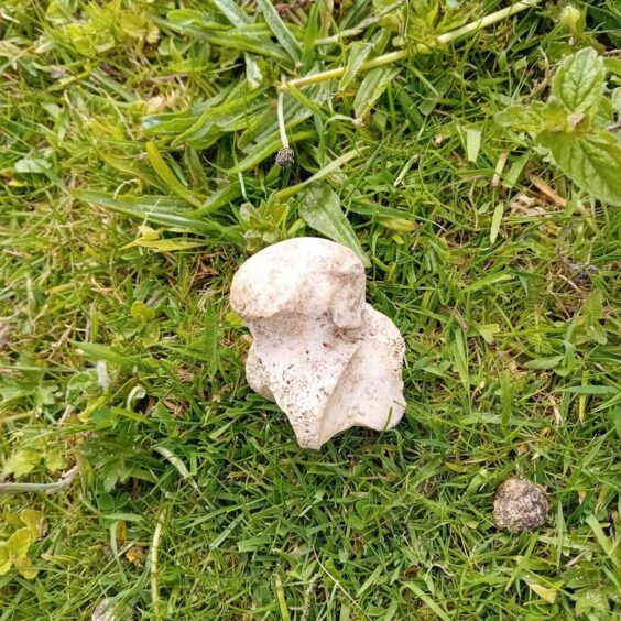 One of the bones found dislodged in Kilnaughton Cemetery on the Isle of Islay. Image: Supplied.