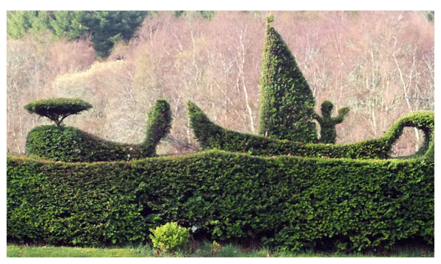 David Hawson's garden hedge