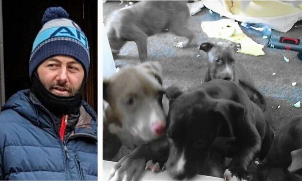 Four out of six of the puppies kept by Shaun McCourt had to be put down.  Image: Crown Office.