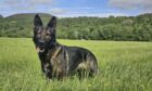 PD Fergie has now been found. Image: Police Scotland.