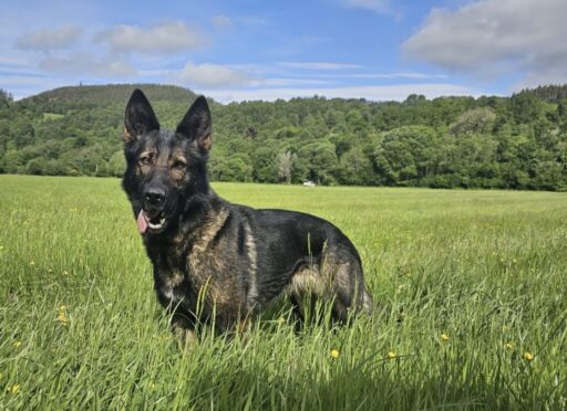PD Fergie has now been found. Image: Police Scotland.