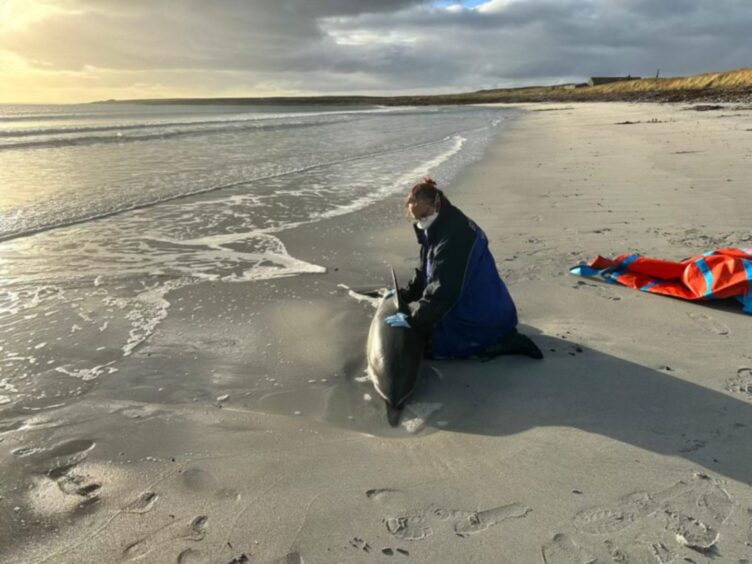 A stranded dolphin on Sanday is cared for.