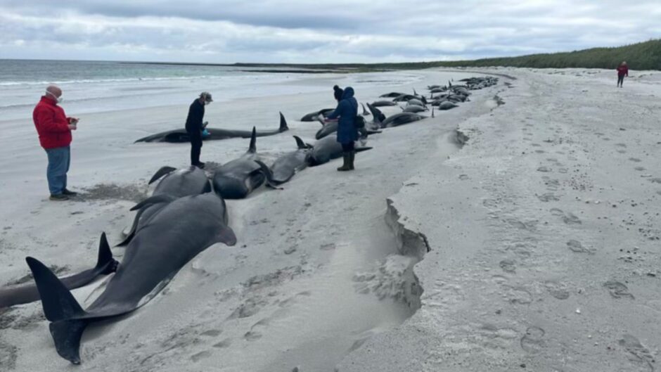 The shocking scale of a mass pilot whale stranding on the beach.