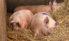 Pigs at Womblehill Farm near Kintore