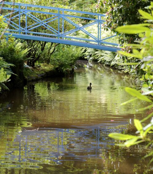 A duck swims under a bridge in Johnston Gardens. 